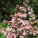 Syringa josiflexa 'Bellicent'